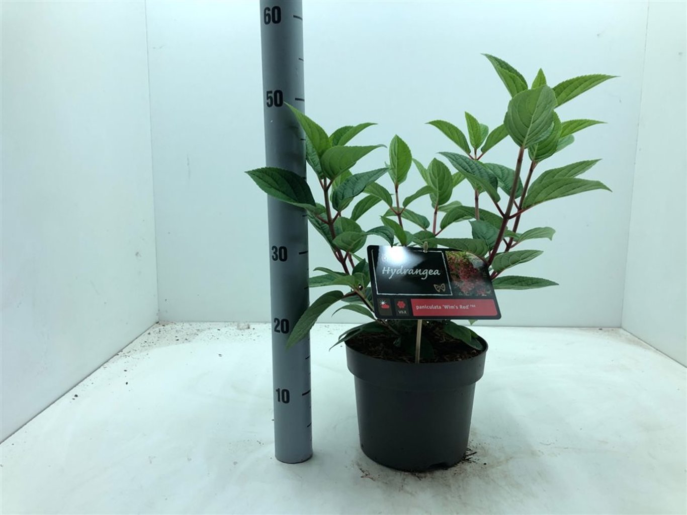 Hydrangea pan. 'Wim's Red' - C4